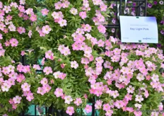 De Petunia Hybride Light Pink werd deze FlowerTrails geïntroduceerd. Het is een compact soort met veel bloemen en geschikt voor kleine potten, grote potten en wanddragers. "Een gevuld deken met bloemen".